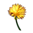 Chrysanthème