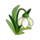 Perce-Neige fraîche