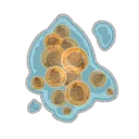 Œufs de Scarafeuille