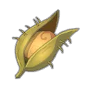 Graine de la Discorde