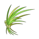 Mauvaise Helbe du Midi Layonnant