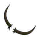 Moustaches de Cactoblongo