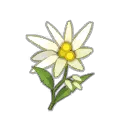 Edelweiss
